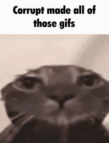 A Close Up Of A Cat With The Words Corrupt Made All Of Those Gifs Above It GIF