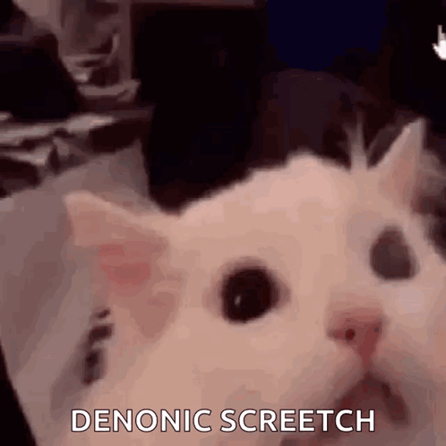 A Close Up Of A Cat With The Words Demonic Screetch Written On It . GIF