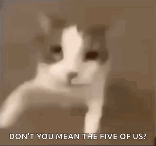 A Close Up Of A Cat With The Words " Don 'T You Mean The Five Of Us " GIF