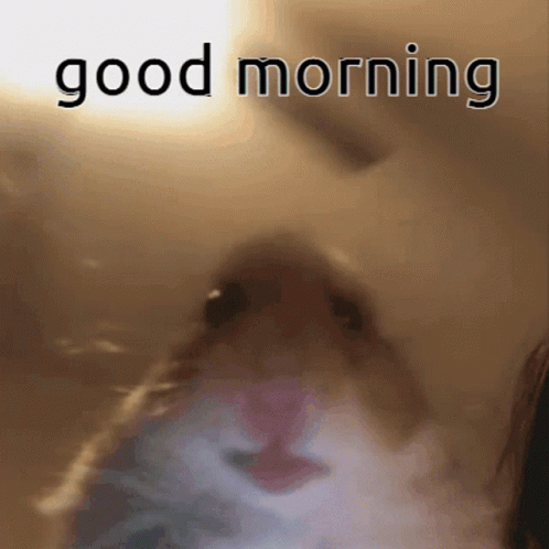 a close up of a cat with the words good morning written on it