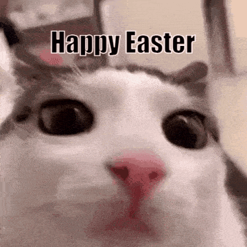 A Close Up Of A Cat With The Words `` Happy Easter '' Written On It . GIF