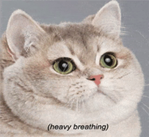 A Close Up Of A Cat With The Words ( Heavy Breathing ) On The Bottom GIF