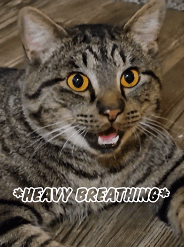 A Close Up Of A Cat With The Words Heavy Breathing Written Above It GIF