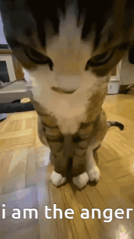 Close Up Of Cat With I Am The Anger GIF