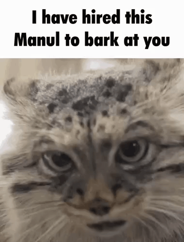 Cat Close Up With Hired Manul Barking Text GIF