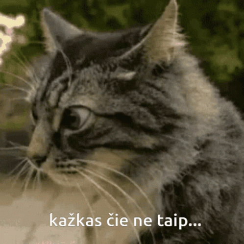 A Close Up Of A Cat With The Words Kazkas Cie Ne Taip On The Bottom GIF