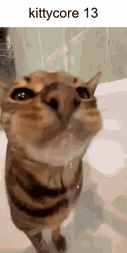 A Close Up Of A Cat With The Words Kittycore 13 On The Top GIF