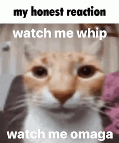 A Close Up Of A Cat With The Words `` My Honest Reaction Watch Me Whip Watch Me Omega '' Written On It . GIF
