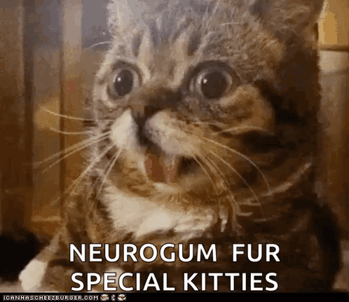 A Close Up Of A Cat With The Words Neurogum Fur Special Kitties GIF