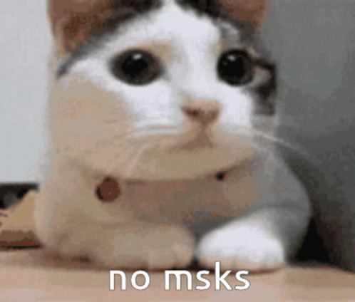 A Close Up Of A Cat With The Words " No Msks " On The Bottom GIF