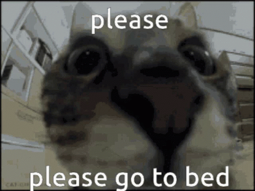 A Close Up Of A Cat With The Words Please Go To Bed Above It GIF