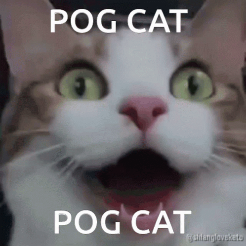 A Close Up Of A Cat With The Words Pog Cat Pog Cat Written On It GIF