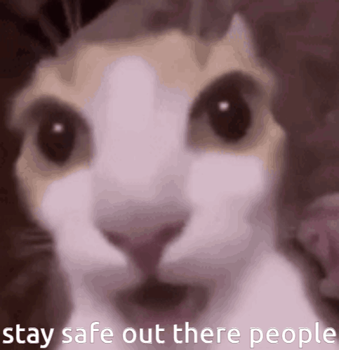 A Close Up Of A Cat With The Words " Stay Safe Out There People " Written Below It GIF