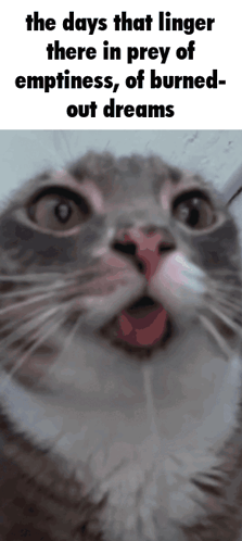 A Close Up Of A Cat With The Words The Days That Linger There In Prey Of Emptiness GIF