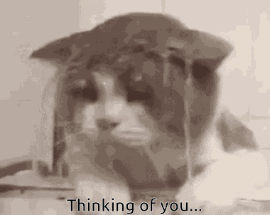 A Close Up Of A Cat With The Words `` Thinking Of You '' Written Below It . GIF