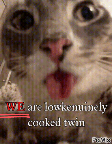 A Close Up Of A Cat With The Words We Are Lowkenuinely Cooked Twin Written Below It GIF