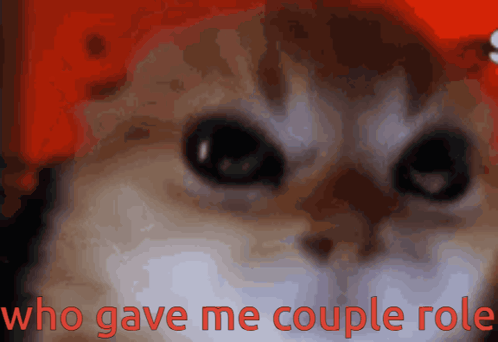 A Close Up Of A Cat With The Words " Who Gave Me Couple Role " Above It GIF
