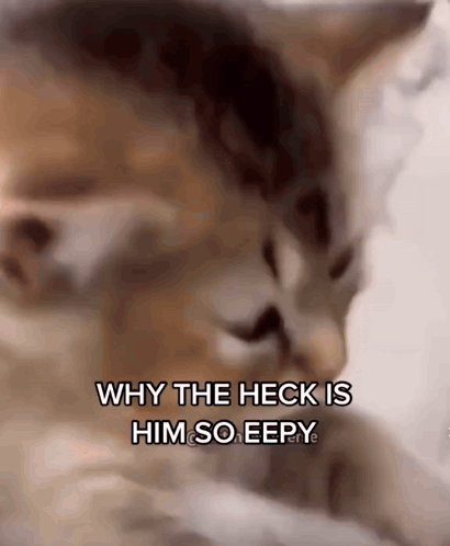 A Close Up Of A Cat With The Words Why The Heck Is Him So Eepy GIF