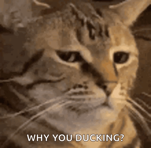 a close up of a cat with the words why you ducking written below it