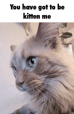 A Close Up Of A Cat With The Words `` You Have Got To Be Kitten Me '' GIF