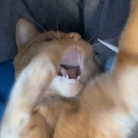 A Close Up Of A Cat Yawning With Its Mouth Wide Open GIF