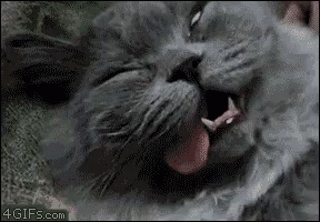 A Close Up Of A Cat Yawning With Its Tongue Hanging Out GIF