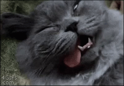 A Close Up Of A Cat Yawning With Its Tongue Out . GIF