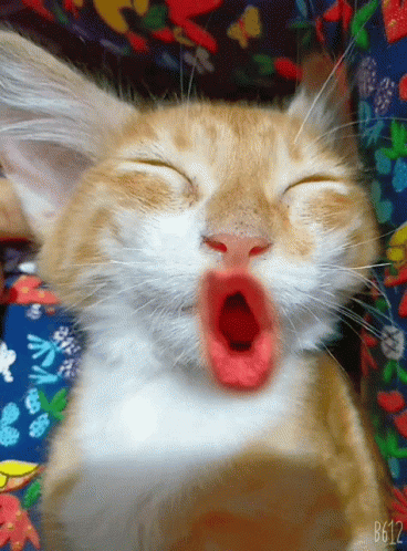 A Close Up Of A Cat Yawning With The Number B612 On The Bottom Right GIF