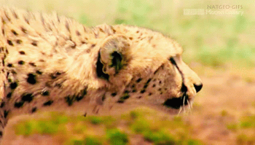 A Close Up Of A Cheetah 'S Face With A Watermark That Says Natgeo-Gifs Picture Gallery GIF