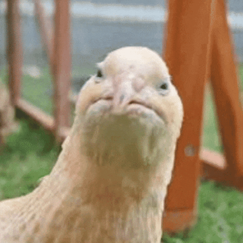 A Close Up Of A Chicken 'S Face With A Serious Look On Its Face . GIF