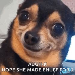 A Close Up Of A Chihuahua Dog Making A Funny Face And Saying Augh-K Hope She Made Enuff For 3 . GIF