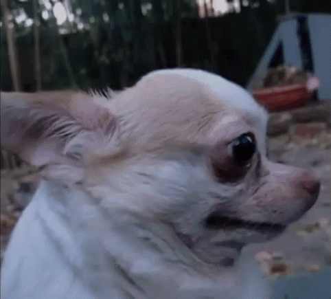 A Close Up Of A Chihuahua Looking At Something GIF