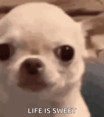 A Close Up Of A Chihuahua 'S Face With The Words `` Life Is Sweet '' Written Below It . GIF