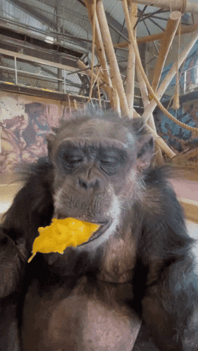 A Close Up Of A Chimpanzee Eating A Piece Of Food With Its Eyes Closed GIF