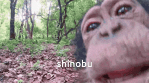 A Close Up Of A Chimpanzee 'S Face In The Woods . GIF