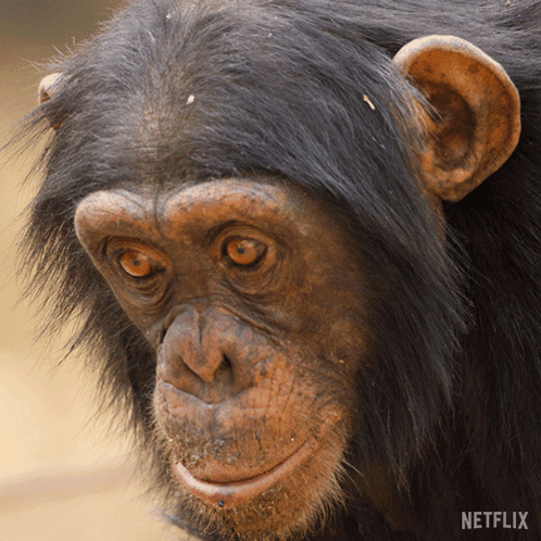 A Close Up Of A Chimpanzee 'S Face With A Netflix Logo On The Bottom GIF