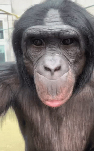 A Close Up Of A Chimpanzee 'S Face With A Pink Lip GIF