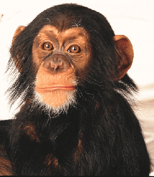 A Close Up Of A Chimpanzee 'S Face With A White Background GIF