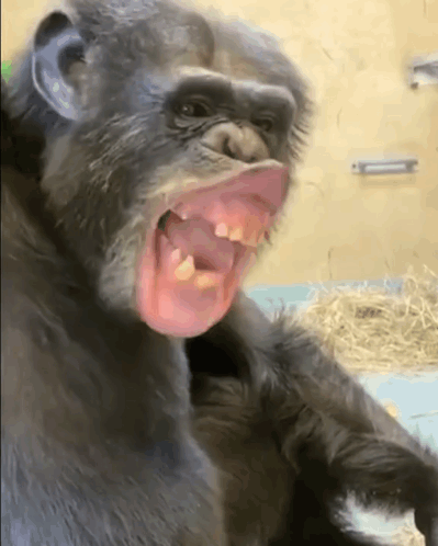 A Close Up Of A Chimpanzee 'S Face With Its Mouth Open GIF