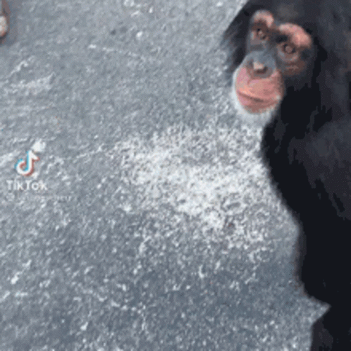 A Close Up Of A Chimpanzee Standing On A Concrete Surface . GIF