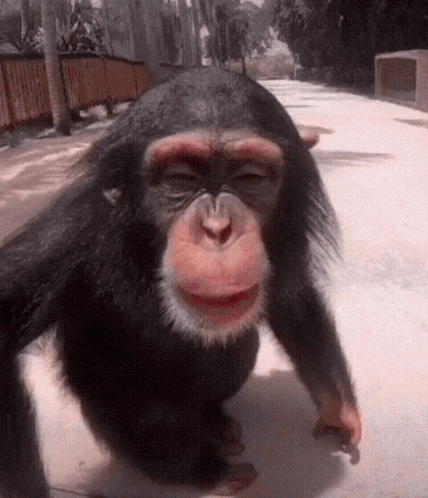 A Close Up Of A Chimpanzee Walking Down A Street GIF