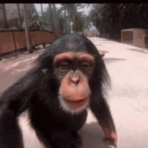 A Close Up Of A Chimpanzee Walking On A Road GIF