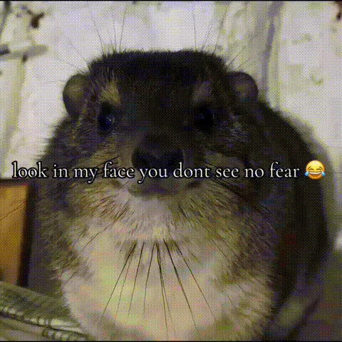 A Close Up Of A Chinchilla With The Words Look In My Face You Dont See No Fear Written Below It GIF