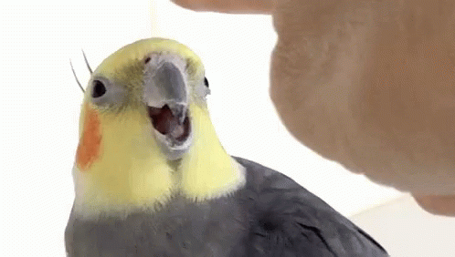 A Close Up Of A Cockatiel With Its Mouth Open Being Petted By A Person . GIF