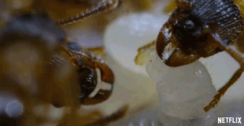 A Close Up Of A Cockroach Eating A Piece Of Food GIF