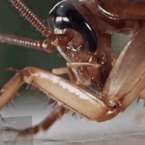 A Close Up Of A Cockroach 'S Head With Its Mouth Open . GIF