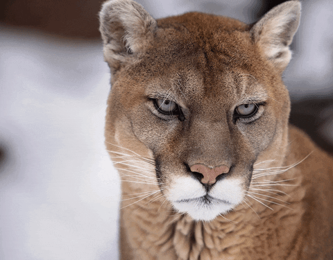 A Close Up Of A Cougar 'S Face Looking At The Camera GIF