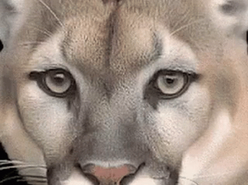 A Close Up Of A Cougar 'S Face Looking At The Camera GIF