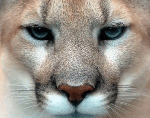 A Close Up Of A Cougar 'S Face With A Blue Eye GIF