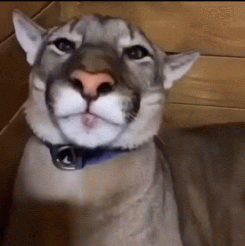 A Close Up Of A Cougar Wearing A Blue Collar . GIF